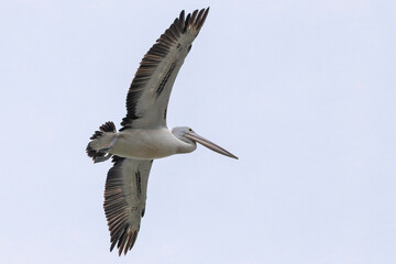 Fototapeta na wymiar Australian Pelican flying, Narooma, NSW, June 2022