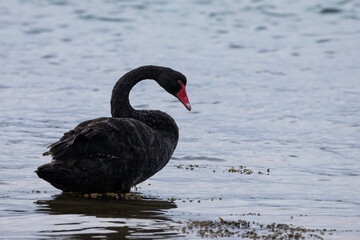 Black Swan, Narooma, NSW, June 2022
