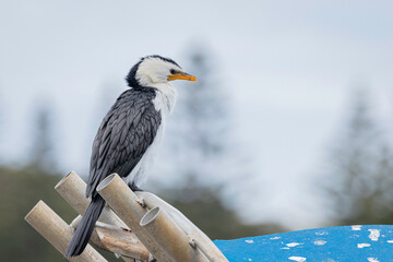 Little Pied Cormorant, Narooma, NSW, June 2022
