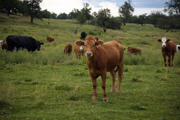 brown cow herd in green field countryside dairy farm animal agriculture