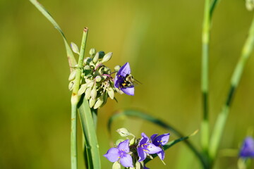 Bumblebee pollinates purple Tradescantia Spiderwort flower.