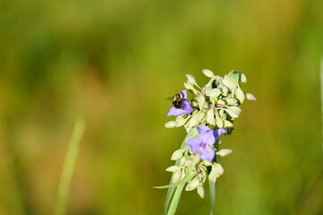 Bumblebee pollinates purple Tradescantia Spiderwort flower.