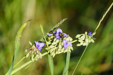 Bumblebee pollinates purple Tradescantia Spiderwort flower.