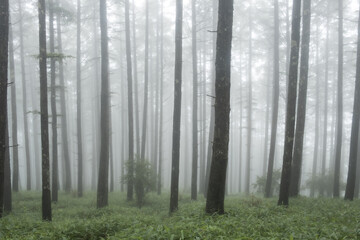 雲が湧く山