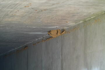 Petrochelidon Pyrrhonota Hirundinidae Cliff Swallow bird nests found under an overpass of a highway