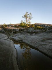 A tree on a rocky surface on Ladoga skerry