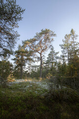 Obraz na płótnie Canvas Tree in the wood near Ladoga lake