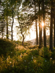 Obraz premium Sunset on Ladoga