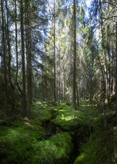 Fototapeta na wymiar Forest on Ladoga's Skerries
