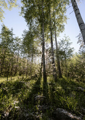 Birch trees on Ladoga