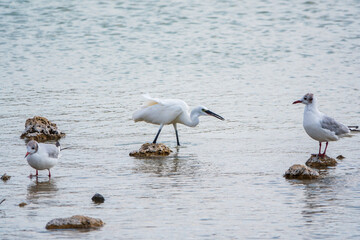 The small white heron or Little egret stands in the lake with fish in its beak.