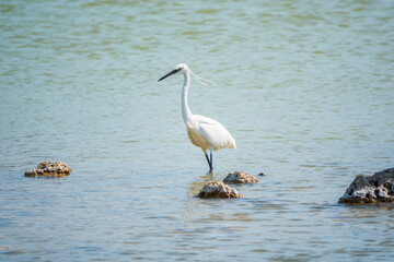 The small white heron or Little egret stands in the lake
