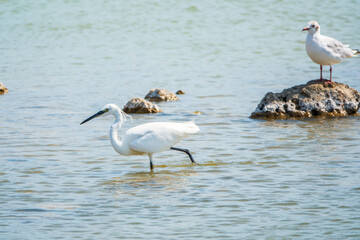 The small white heron or Little egret stands in the lake