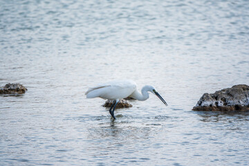The small white heron or Little egret stands in the lake with fish in its beak.