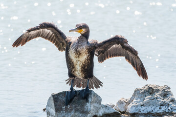 Great cormorant, Phalacrocorax carbo, sits on stone and dries its wings on the wind.