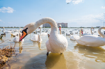 A large flock of graceful white swans swims in the lake., swans in the wild