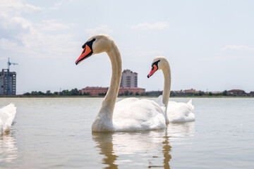 Fototapeta na wymiar Two Graceful white Swans swimming in the lake, swans in the wild