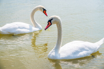 Obraz premium Two Graceful white Swans swimming in the lake, swans in the wild