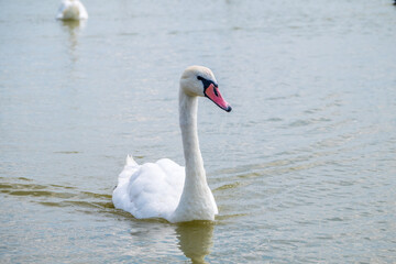 Obraz premium Graceful white Swan swimming in the lake, swans in the wild. Portrait of a white swan swimming on a lake.