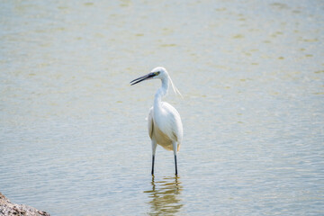 The small white heron or Little egret stands in the lake