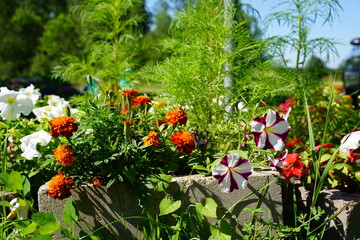 Flower garden of mixed petunias and marigolds.