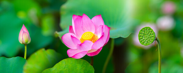 Big Bloom pink and white lotus flowers with lotus leaf in the lake on the nature blur...