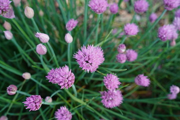 Chive flowers growing in a garden.