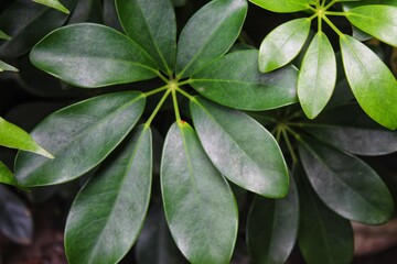 Schefflera arboricola is a flowering plant in the family Araliaceae, native to Taiwan and Hainan Province, China. Its common name is dwarf umbrella tree,