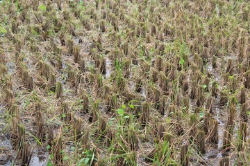 former rice plants that have been harvested,
