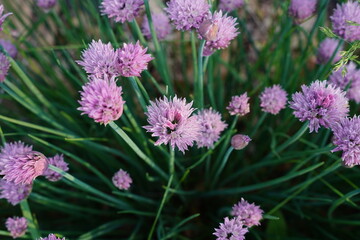 Chive flowers growing in a garden.