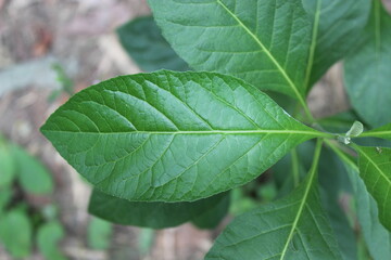 african leaves a shrub native to Africa