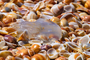 Sea jellyfish lying on shells closeup on the coastal sand. Mediterranean sea beach.