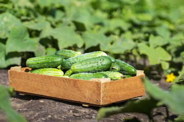 young cucumbers in wooden crate on garden
