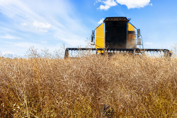 Fototapeta na wymiar combine harvester cutting ripe rapeseed pods on field