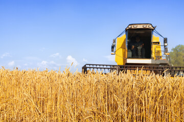 Fototapeta na wymiar combine harvester cutting ripe wheat on field