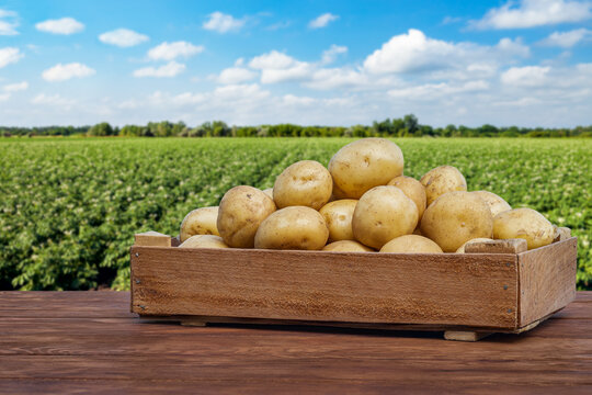 young potatoes in crate on wooden table with blooming field on the background