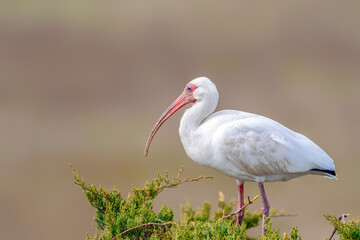 American white ibis on lu green bush.