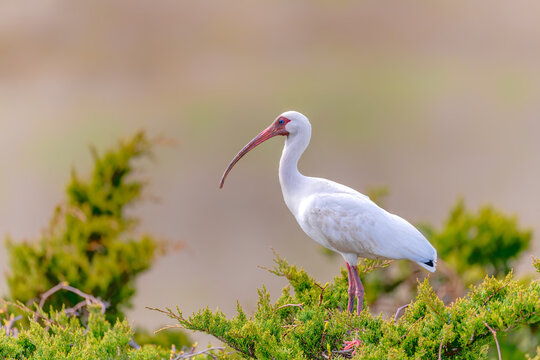  A white wild bird perching on lush greeny marsh leaves with golden hours color wispy pink blurred background. White ibis in the wild.