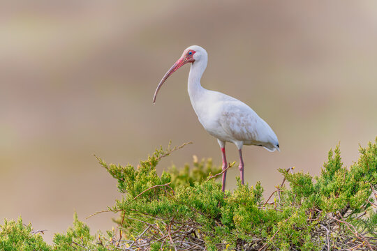 American white ibis Perching on the greeny bush with golden hour color blurred background.Eudoceimus albus.