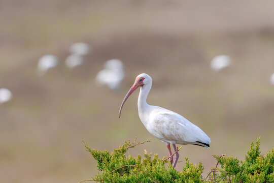 American Ibis with its flocks in the background.