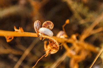 Dry shells on a dry plant