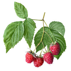 branch of ripe raspberries with leaves isolated