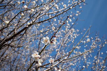 Light pink plum blossoms and blue sky