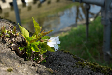 Leaf cherry blossoms and river