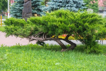 China juniper trees in the park