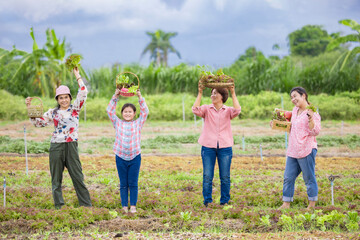 Group of Happy successful woman farmer standing in a row of red and green oak vegetable plot, holding organic seasonal vegetable in hand and making funny dance, smiling and excited.  