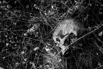 Ein menschlicher Schädel im Gras 