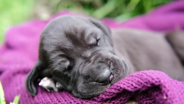 Portrait cute Adorable Newborn Puppy Sleeping on purple blanket on outside garden. Little dog great dane sleep on plaid