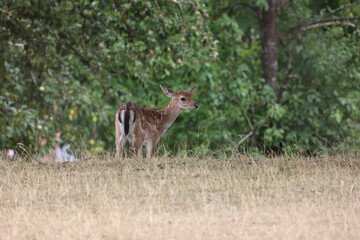 Little deer at the edge of the forest
