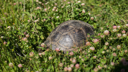 Turtle sleeping  on the grass at spring time